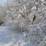 Batman’da etkili kar yağışı, yaşamı olumsuz etkilerken ormanlarda görsel şölen oluşturdu.