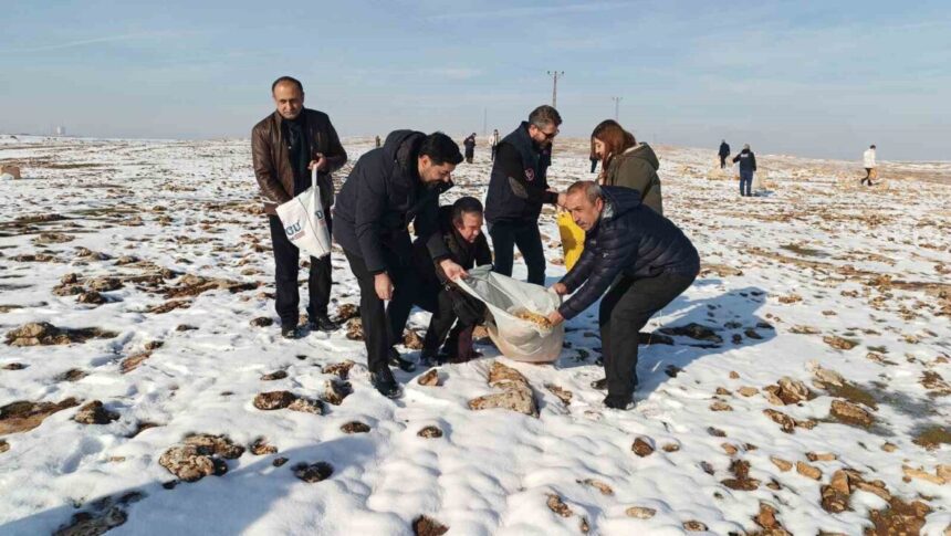 Batman’da sivil toplum kuruluşları, yaban hayvanları için doğaya yem bıraktı.