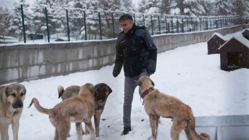 Battalgazi Belediyesi, Malatya’nın ikinci hayvan barınağında hayvan kabulüne başladı. Battalgazi Belediyesi, Malatya’nın ikinci hayvan barınağında hayvan kabulüne başladı.