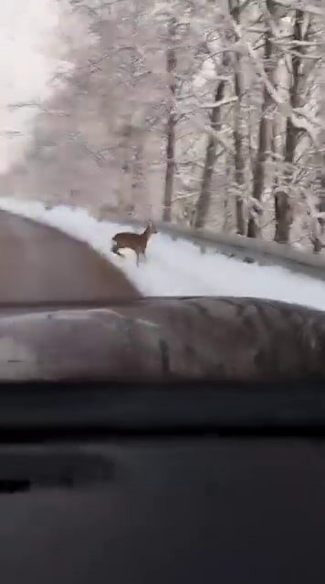 Akyazı’da Kar Keyfi Yapan Aile, Yolda Karaca ile Karşılaştı