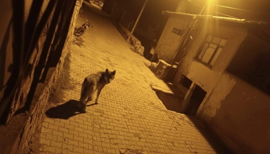 Beypazarı’nda aç kalan kurtlar şehre inerek çöpleri karıştırmaya başladı.