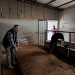 Gölpazarı’nda büyükbaş hayvancılık işletmelerinin kapasite kontrolleri yapılıyor.