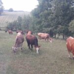 Pazaryeri’nde Şap Hastalığı Nedeniyle Hayvan Giriş-Çıkışları Yasaklandı