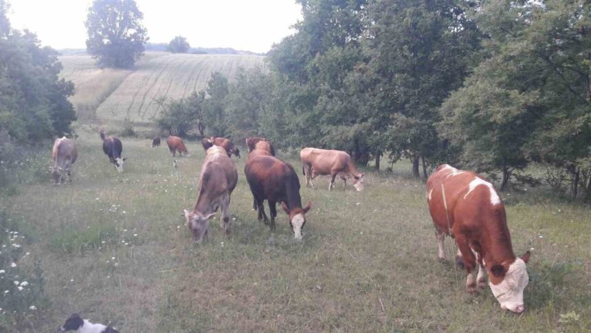 Pazaryeri’nde Şap Hastalığı Nedeniyle Hayvan Giriş-Çıkışları Yasaklandı Pazaryeri’nde Şap Hastalığı Nedeniyle Hayvan Giriş-Çıkışları Yasaklandı