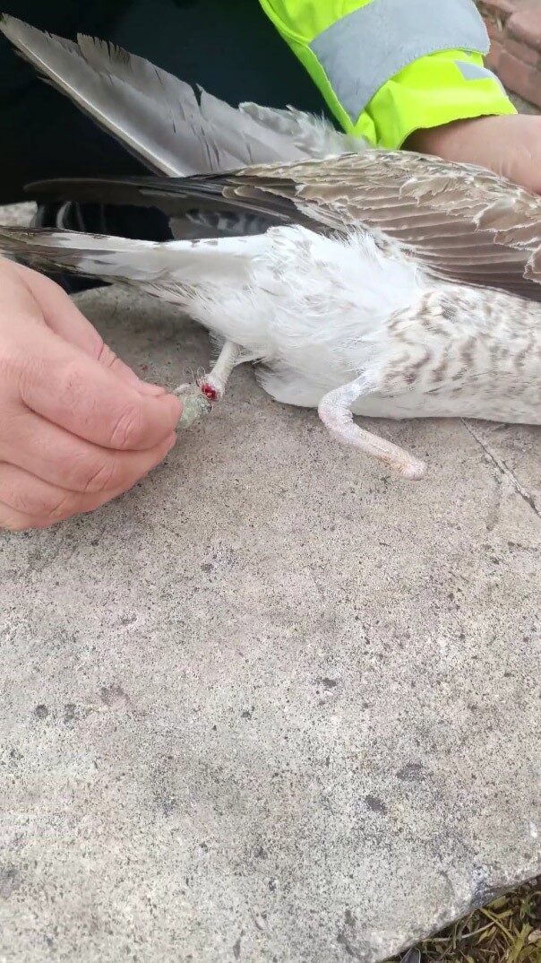 Pendik sahilinde ayağına misina dolaşan ampute martı, bir vatandaşın müdahalesiyle kurtarıldı.