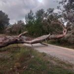 Bodrum’da fırtına nedeniyle devrilen ağaçlar trafiği etkiledi. Feribot seferleri iptal edildi.