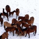 Bolu’da soğuk hava nedeniyle yiyecek bulamayan yılkı atları şehir merkezine indi, belediye ekipleri besledi.