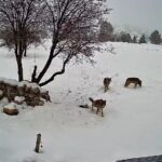 Mersin’deki bir köye sabah saatlerinde inen 3 kurt, güvenlik kamerasına yansıdı.