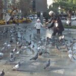 Burhaniye Cumhuriyet Meydanı güvercinlerin merkezi haline geldi, İrfan Aşık’ın desteğiyle sayıları arttı.