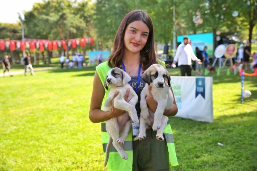 Bursa’da sokak hayvanları için sürdürülen projelerle 2025’te 226 hayvan yuva buldu