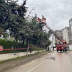 Mudanya’da Şiddetli Lodos Nedeniyle Ağaç Devrildi, Elektrik Hatlarına Yaslandı