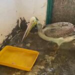 Bursa’da tedavi edilen ak pelikan, 5 ayın ardından doğaya geri salındı.