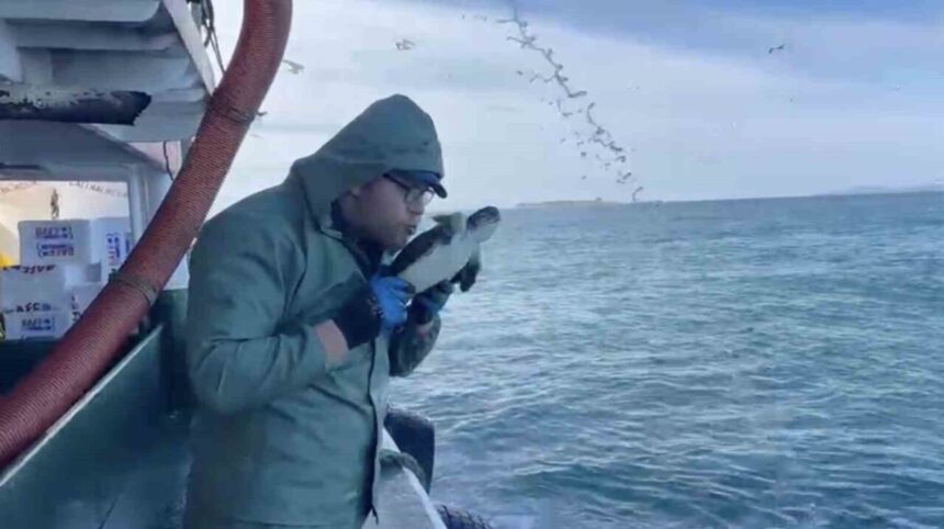 Çanakkale’de balıkçı teknesi, ağında yakaladığı yavru caretta carettayı denize geri saldı. Çanakkale’de balıkçı teknesi, ağında yakaladığı yavru caretta carettayı denize geri saldı.