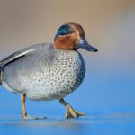 Çanakkale’de Doğa Koruma ekipleri 2026 kış ortası su kuşu sayımlarını tamamladı.