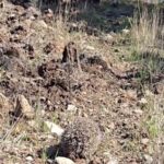 Çanakkale’de tedavi edilen kirpi, sağlığına kavuşarak doğaya bırakıldı.