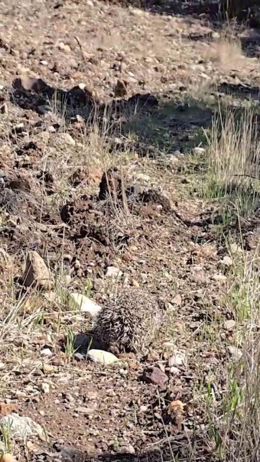 Çanakkale’de tedavi edilen kirpi, sağlığına kavuşarak doğaya bırakıldı.