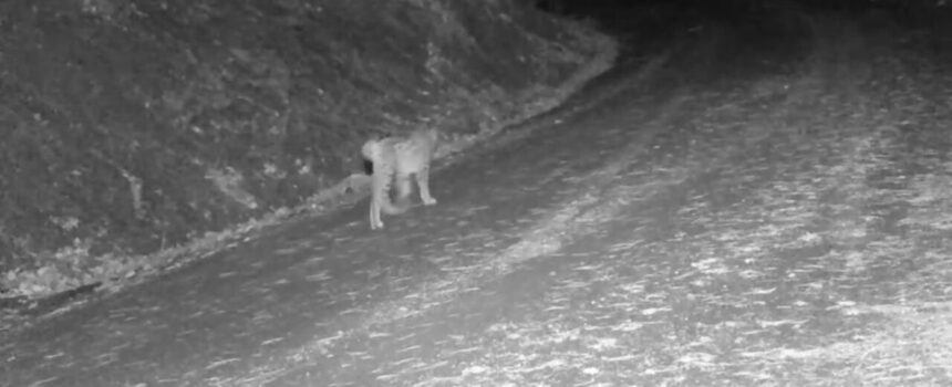 Çankırı’da kar yağışı altında yaban hayvanları fotokapanlarla kaydedildi. Çankırı’da kar yağışı altında yaban hayvanları fotokapanlarla kaydedildi.