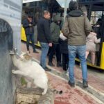 Batman’da soğuk havada susayan kedi, vatandaşlar tarafından açık musluktan su içti.