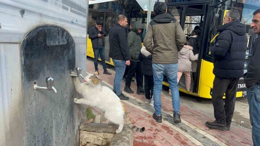 Batman’da soğuk havada susayan kedi, vatandaşlar tarafından açık musluktan su içti. Batman’da soğuk havada susayan kedi, vatandaşlar tarafından açık musluktan su içti.