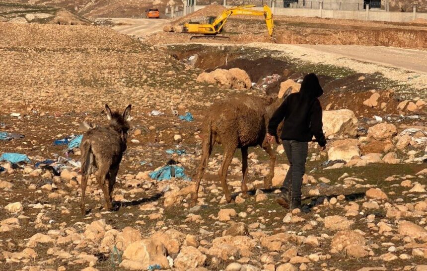 Cizre’de bataklıkta kalan iki eşek, itfaiye ekiplerinin müdahalesiyle kurtarıldı.
