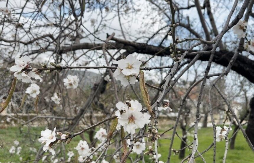 Datça’da Badem Ağaçları Kış Ortasında Çiçek Açtı, Festival Hazırlıkları Devam Ediyor Datça’da Badem Ağaçları Kış Ortasında Çiçek Açtı, Festival Hazırlıkları Devam Ediyor