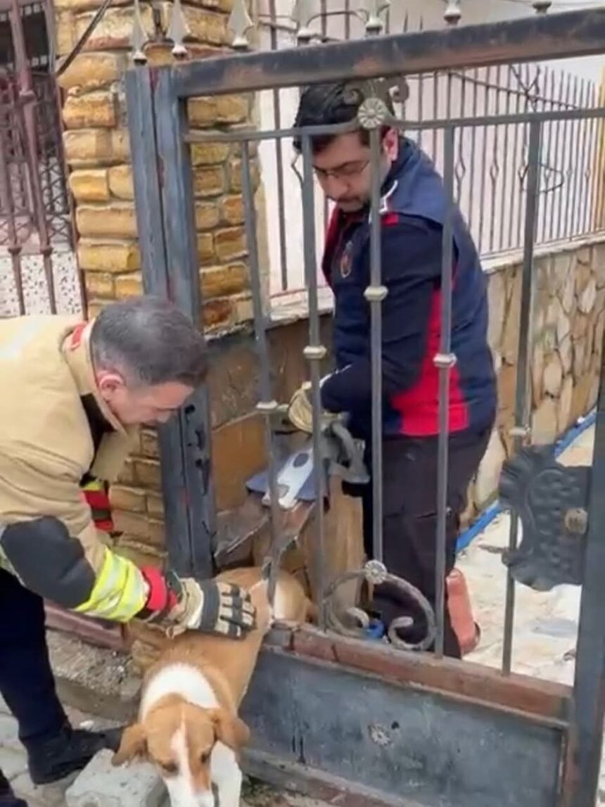 Samandağ’da demir korkulukta mahsur kalan köpek, itfaiye ekipleri tarafından kurtarıldı. Samandağ’da demir korkulukta mahsur kalan köpek, itfaiye ekipleri tarafından kurtarıldı.