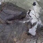 Dereli’de mahsur kalan köpek, belediye ekipleri tarafından kurtarıldı.