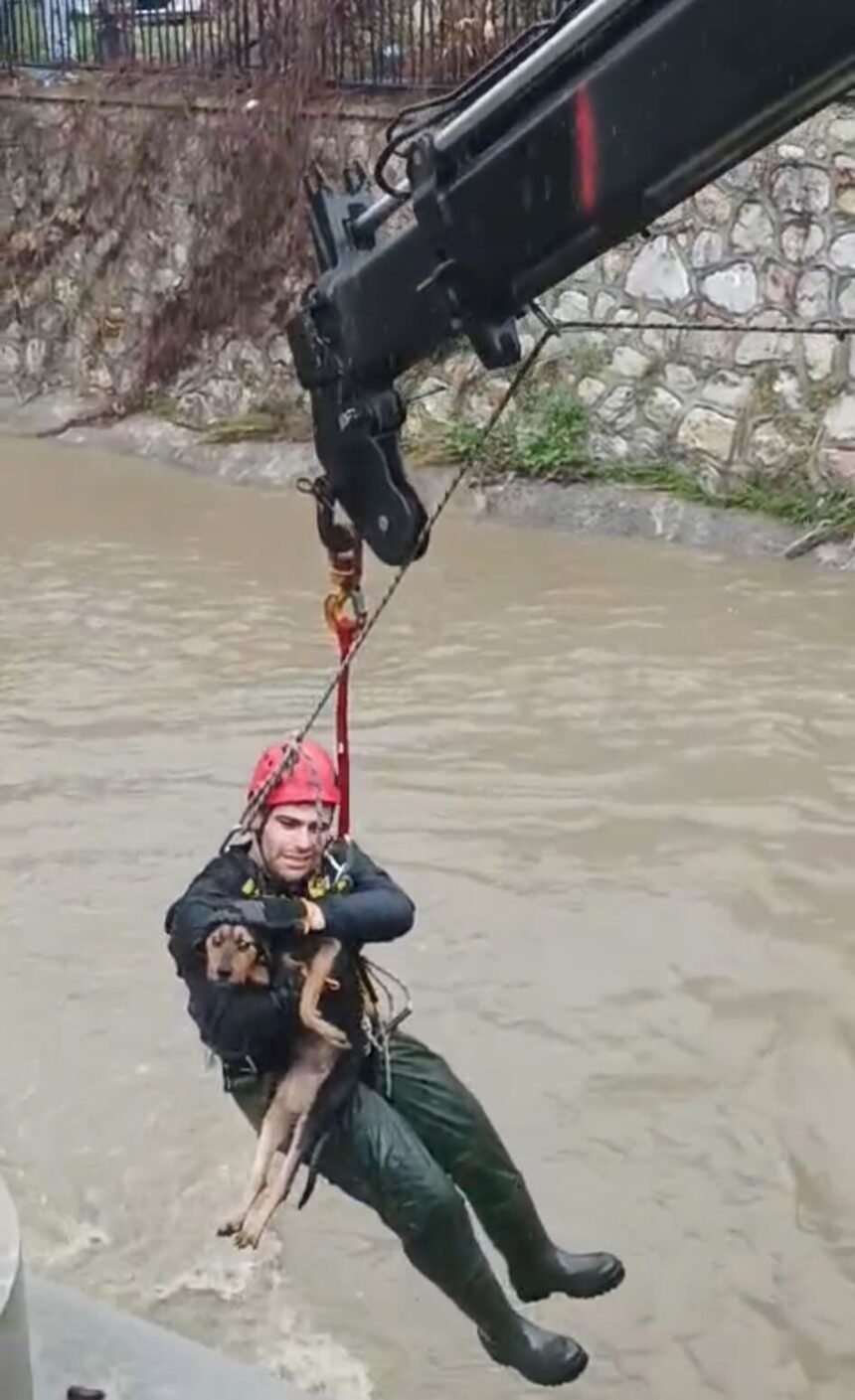 Aşık Veysel Mahallesi’nde suya düşen köpek, itfaiye ekiplerince kısa sürede kurtarıldı.