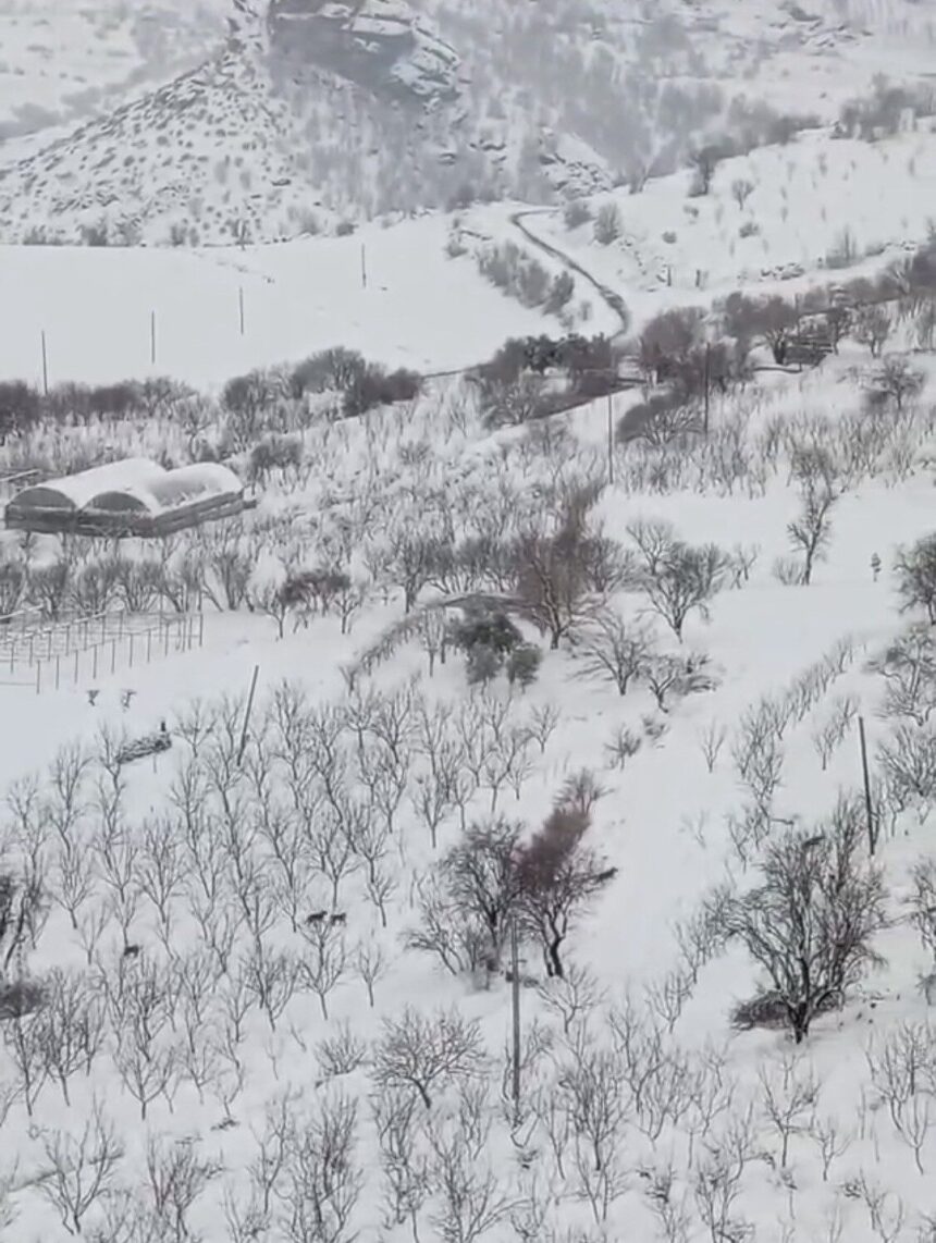 Diyarbakır’ın Çermik ilçesinde kurt sürüsü yerleşim bölgelerine ulaştı. Diyarbakır’ın Çermik ilçesinde kurt sürüsü yerleşim bölgelerine ulaştı.
