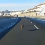 Diyarbakır Yenişehir’de bir kurt, aracın önünde koşarak ilerlemesiyle dikkat çekti.