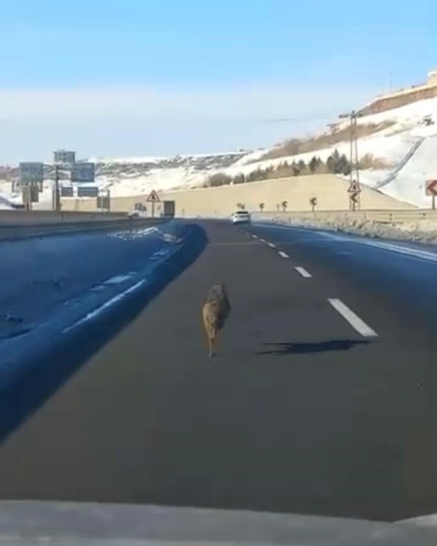 Diyarbakır Yenişehir’de bir kurt, aracın önünde koşarak ilerlemesiyle dikkat çekti.