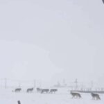 Diyarbakır’da kar yağışı nedeniyle yiyecek bulamayan kurtlar yerleşim alanlarına indi.