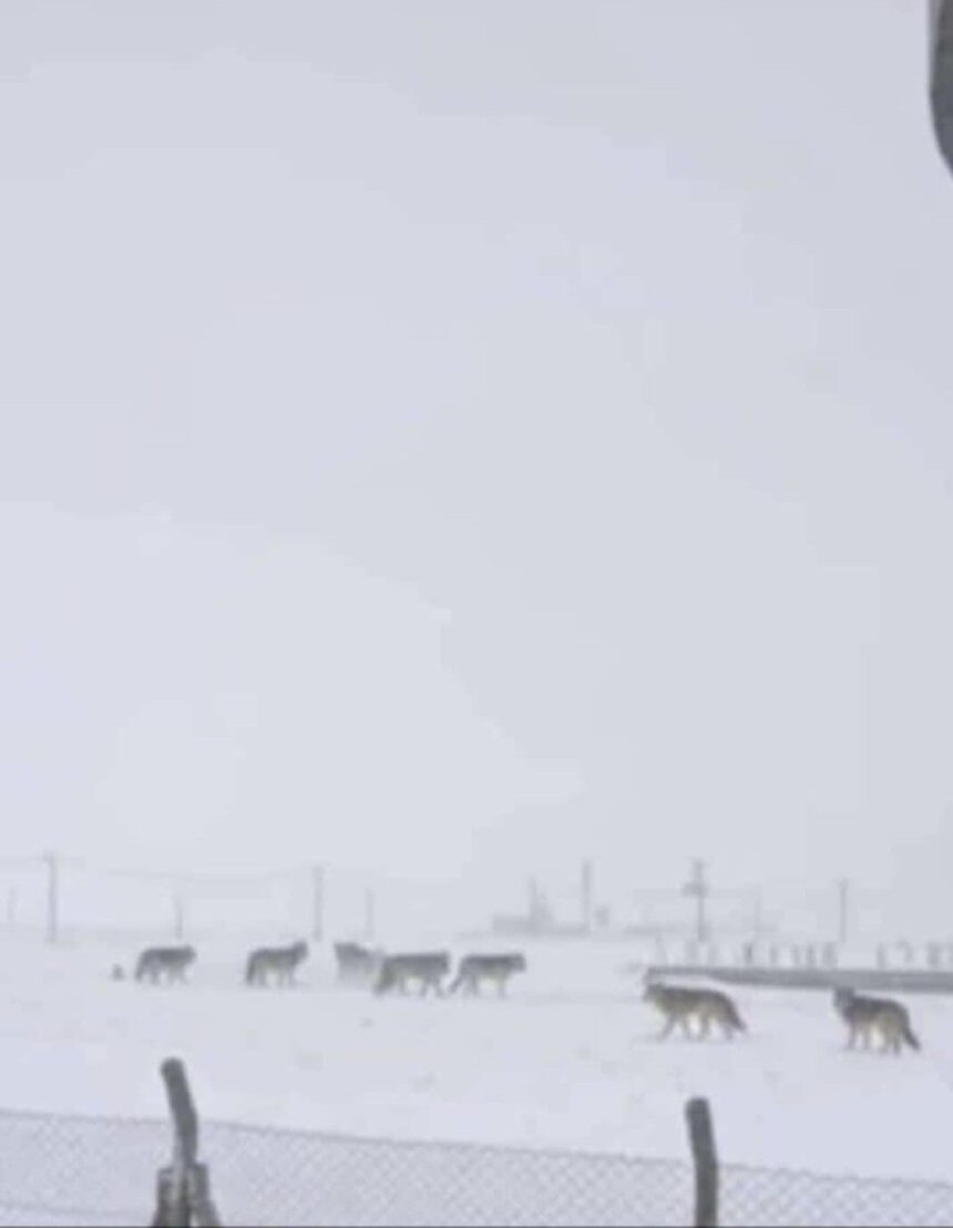 Diyarbakır’da kar yağışı nedeniyle yiyecek bulamayan kurtlar yerleşim alanlarına indi.