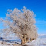 Doğu Anadolu’da soğuk etkili, Ardahan’ın Göle ilçesinde sıcaklık -27,5 dereceye düştü.