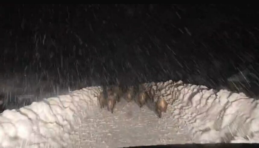 Şirvan’da yol açma çalışması yapan ekip, yaban domuzu sürüsüyle karşılaştı.