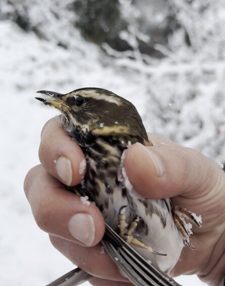 Çatalzeytin’de Bir Vatandaş Donmak Üzere Olan Kuşu Aracında Isıtarak Kurtardı