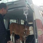 Gürün’de Karbonmonoksit Gazından Etkilenen 6 Günlük Buzağıya Acil Müdahale Yapıldı