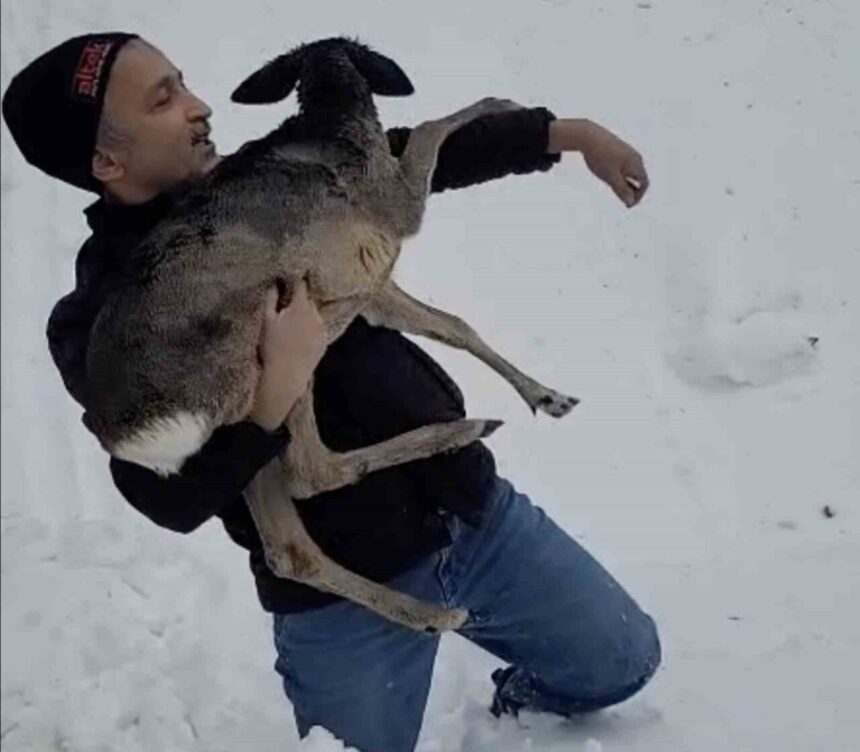 Düzce Güzeldere köyünde yaralı yavru karaca, bir vatandaş tarafından kurtarıldı ve DKMP ekiplerine teslim edildi.