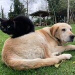 Düzce’den kedi ve köpek maması ihracatı bu yıl 10 ayda 1.574 ton 395 kilo oldu