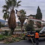Efeler Belediyesi ve Karayolları Genel Müdürlüğü protokolüyle Umurlu Karayolu’nda budama çalışması yapıldı.