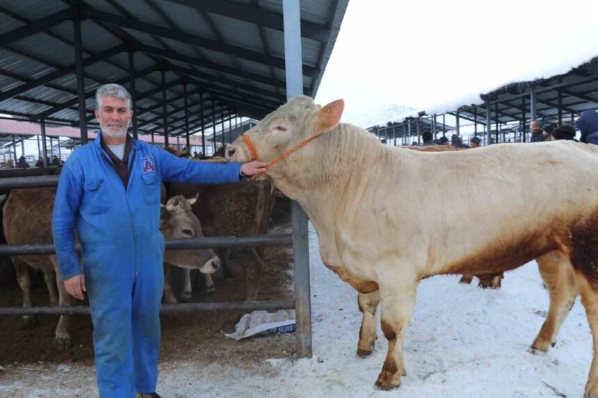 Oltu Canlı Hayvan Pazarı, eksi 15 derece soğukta yoğun ilgi gördü Oltu Canlı Hayvan Pazarı, eksi 15 derece soğukta yoğun ilgi gördü