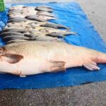 Elazığ’da amatör balıkçılar, Murat Nehri’nde 52 kiloluk büyük turna balığı yakaladı.