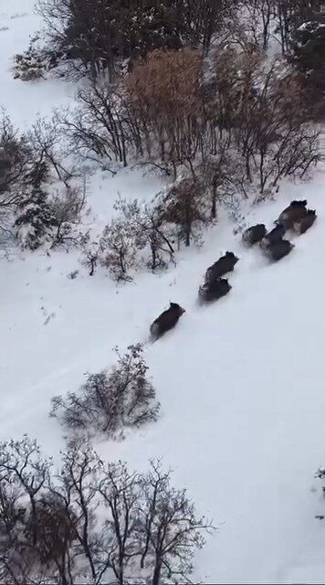 Elazığ’da domuz sürüsünün hareketleri dron ile kaydedildi.