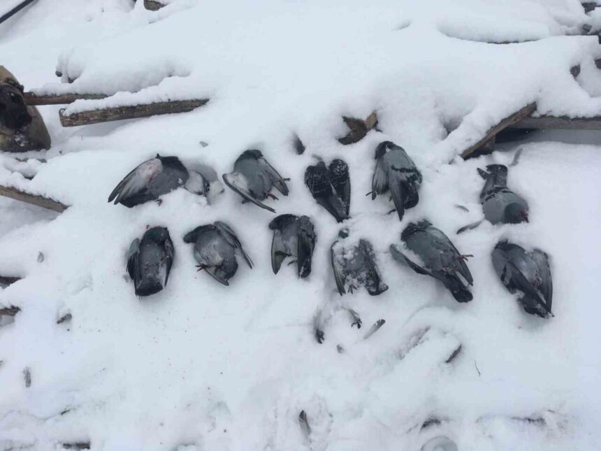 Eksi 13 dereceleri gören Elazığ’da birçok güvercin donarak hayatını kaybetti.