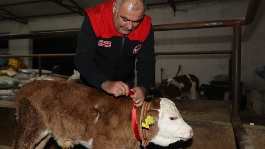 Elazığ’da 2026’nın ilk anlarında doğan buzağıya “Bereket” ismi verildi ve çeyrek altın takıldı.