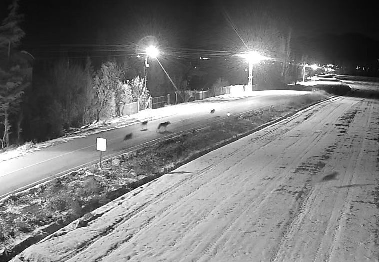 Ereğli’de kurt sürüsü vatandaşların dikkatini çekti, yetkililer kırsalda dikkatli olunması gerektiğini vurguladı.