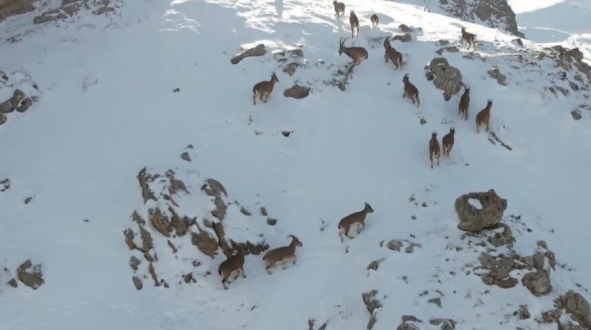Erzincan’daki karlı Munzur Dağları’nda yiyecek arayan dağ keçileri drone ile görüntülendi. Erzincan’daki karlı Munzur Dağları’nda yiyecek arayan dağ keçileri drone ile görüntülendi.