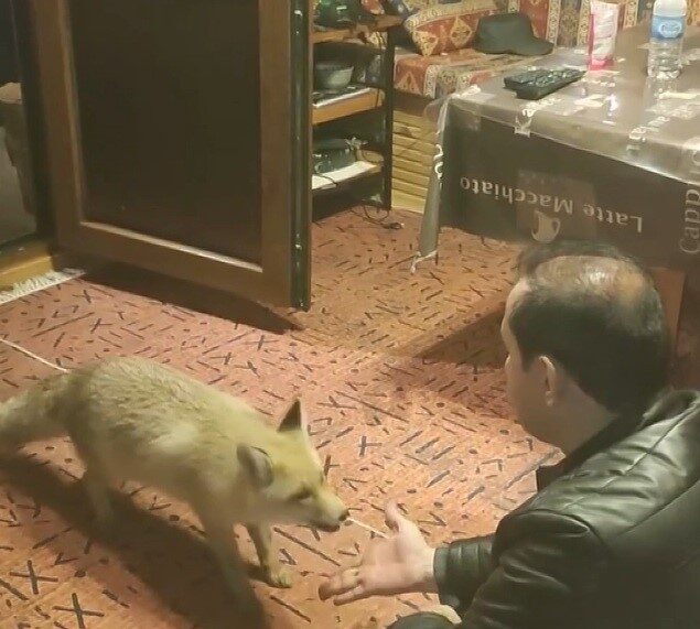 Tercan’da işadamı Menderes Karagül, çiftlik evindeki tilkiyle ilginç bir dostluk kurdu.