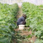 Erzincan’da kadın çiftçilere sera projesi desteği verilecek.