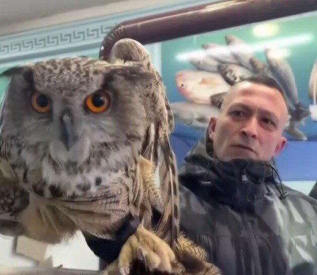 Erzincan’da soğuktan etkilenen baykuş, duyarlı vatandaşlarca kurtarılarak rehabilite edildi. Erzincan’da soğuktan etkilenen baykuş, duyarlı vatandaşlarca kurtarılarak rehabilite edildi.